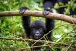 Safari i Akagera National Park, gorillor och guldapor i Virungabergen, Rwanda