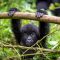 Gorillababy i Virunga Nationalpark