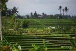 Upptäck Bali: Cykla genom risfält på Bali