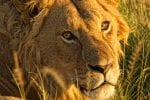 Dyreliv i Ngorongoro: Lejon i Ngorongoro