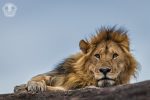 Cottar's safari : Cottar’s lion