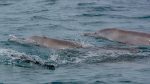 Snorkle og dykke på Wasini Island: Dolphins kisite marine park