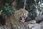 Safariupplevelsen: leopard