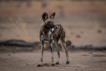 Aktiviteter Chinzombo Camp: South Luangwa