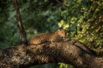 Aktiviteter Chinzombo Camp: South Luangwa