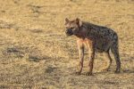 På savannen: KBC_Hyena-11