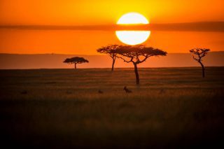 Safari i Afrika