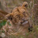 Hvad eller hvem møder vi i dag?: Lejon Cottar’s Camp Masai Mara