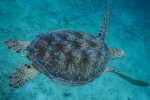 Snorkling og dykning ved Wasini Island: Turtle Msambweni