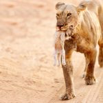 Safari: Lioness and Cub by Alex Shalamov
