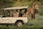 Safari : Samburu elefant