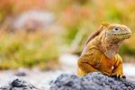 Iguana Galapagosöarna