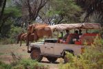 Safari Saruni: Saruni Samburu Activities Game Drive Elephants