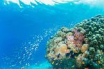 Dykning Manta resort: diving pemba
