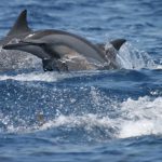 Manta Resort: Delfiner Pemba island