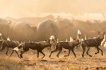 Djurlivet: Chongwe African Wild dogs
