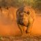 Saruni Rhino, Samburu Kenya