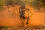 Saruni Rhino, Samburu Kenya