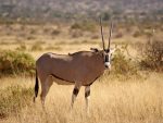 Safari i Sera Conservancy: Samburu-GR_Maciej-Sudra_71