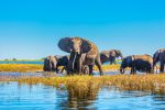 Herd-of-elephants-adults-and-cubs-675243238_5760x3840