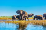 Herd-of-elephants-adults-and-cubs-675243238_5760x3840