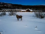 Se upp för älgar!: Moose & AWL Winter Copyright Sorrisniva2