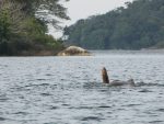 Möt simmande elefanter på båtsafari: Swimming elephant