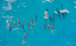 Delfiner på Maldiverna: dolphins