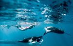 Aktiviteter på Reethi Beach: manta snorkeling