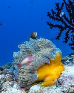 Dykning Maldiverna: underwater sealife & corals (3)
