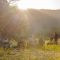 Kitich Forest Camp, Kenya