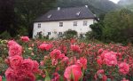 Dag 4. Rosendal: rosehagen, Norge