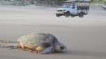 Bevaring av skilpadder: tbl_turtle_on_beach