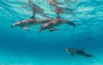 Aktiviteter Thonga Beach lodge: ThongaBeach_Experiences_Intro_Dolphins