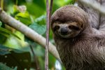 Dag 6. Sengångare: Sloth Costa Rica