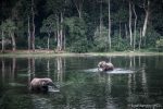 Dag 8. : WCS Congo – copyright Scott Ramsay