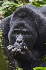 Gorilla trekking: Gorilla Nkuringo