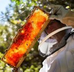 the-twelve-apostles-beekeeping-2
