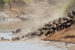Big migration safari, Kenya