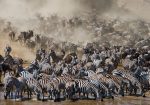 Dag 3. : Wildebeest Migration (1)