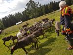 Day 5. Visit a Sami family & their reindeers: Visit a Sami – Credit – Aurora Safaris 03