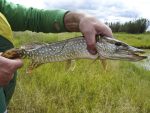 Day 3. Afternoon: Freshly caught large pike in the hands of a fisherman. Lucky catch.