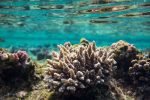 coral-reef-program-1