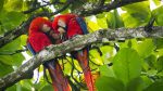 Djurlivet: Scarlet Macaw,