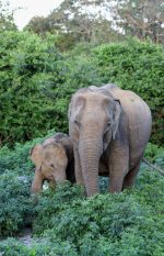 Safari i Yala National Park: Elefanter sri lanka