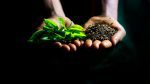 Dilmah Ceylon Tea Gardens – Large (1)