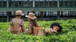Aktiviteter: Junior Tea Planter & Factory Tour – Large