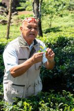 Aktiviteter: Tea Experience – Large