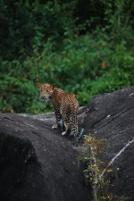 Safari i Yala National Park: Wild Coast Tented Lodge – Large