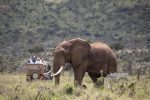 Safari på Enasoit: enasoit_game_drive_elephant1